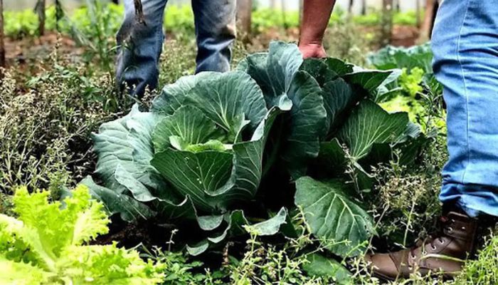 © Governo do Pará/Divulgação Agricultura familiar receberá R$ 60 milhões para produção de bioinsumo